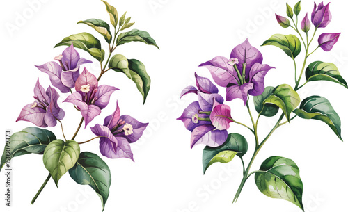 Blooming branch of violet bougainvillea flowers Watercolor illustration. Bougainvillea flowers Watercolor illustration isolated on background.