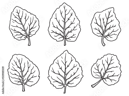 Malabar Spinach Plant Line Art Design