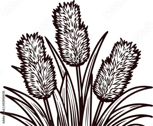 Detailed black and white of furry plant stems with long leaves