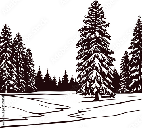 Snow covered evergreen trees in a winter woodland scene