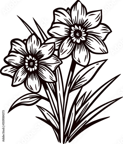 of daffodil flowers with detailed lines and elegant leaves