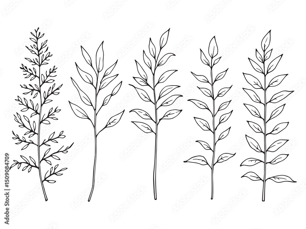 Fototapeta premium Moringa Leaves Botanical Line Art