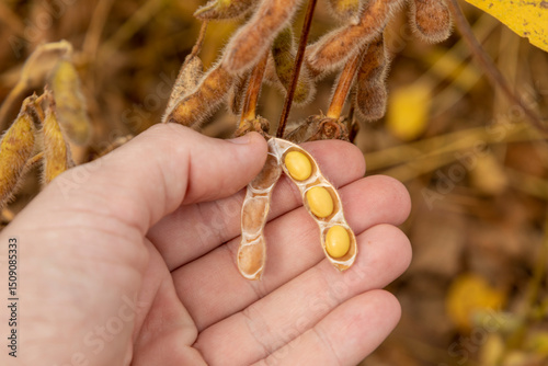 Farmer holding raw dry soybeans in hand in the field