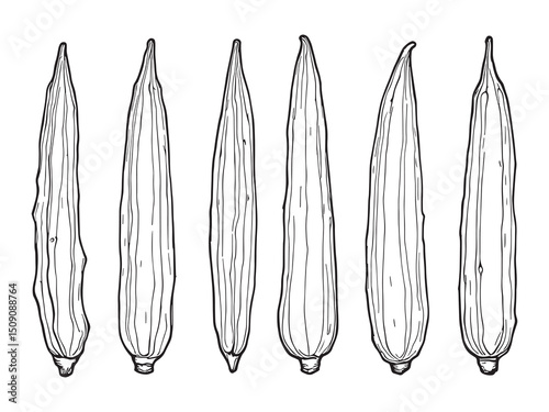 Okra Vegetable Simple Line Drawing