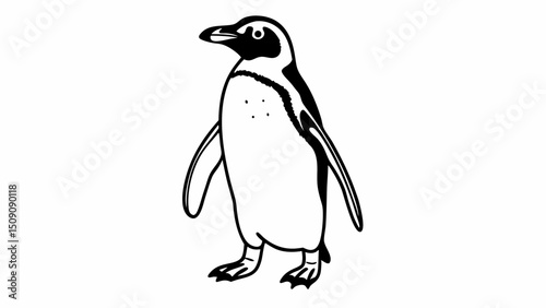 penguin, black and white