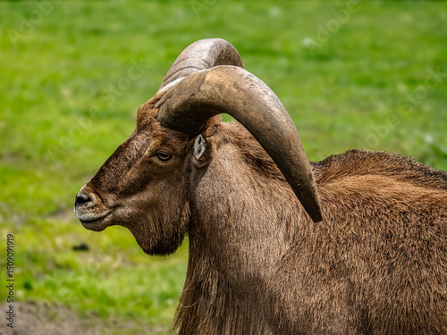 Close-Up Profile of a libyan barbary sheep with Impressive Curved Horns in Nature