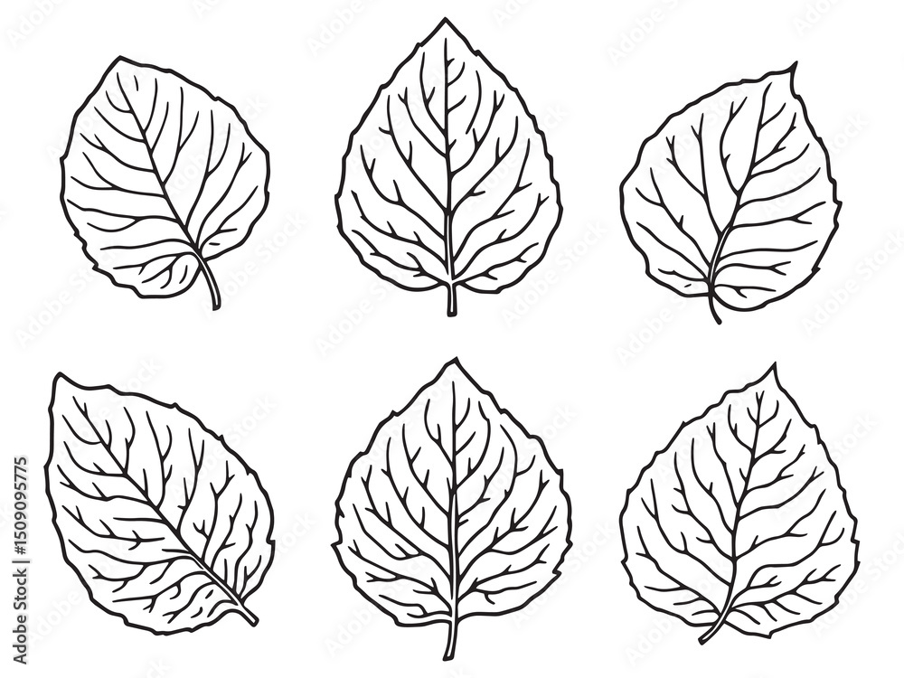 Obraz premium Clean Line Illustration of Purslane Leaves