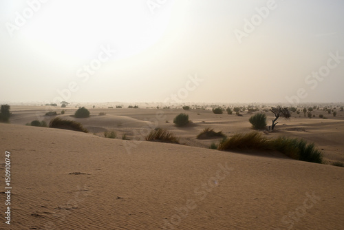 Fototapeta Naklejka Na Ścianę i Meble -  Paysage désertique sous le soleil matinal de l'Adrar en Mauritanie
