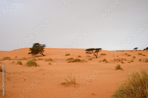 Fototapeta Naklejka Na Ścianę i Meble -  Paysage désertique de l'Adrar en Mauritanie