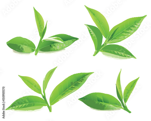 vector green tea leaves isolated on white