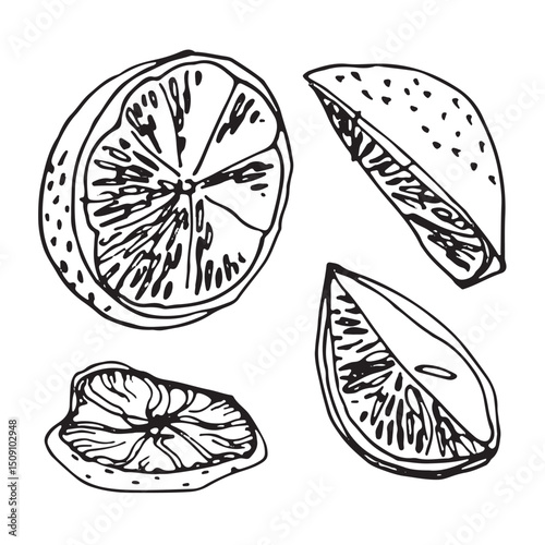 Set of cut citrus fruits in sketch style, lemon wedges, dried orange slice, fruit cut