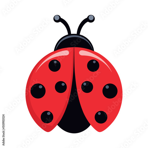 vector ladybug on white background