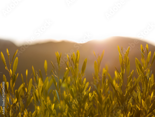 Natures Early Light over Fields