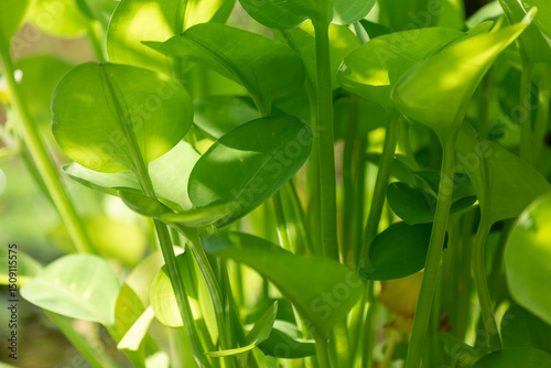 Beautiful Vibrant Green Foliage Background
