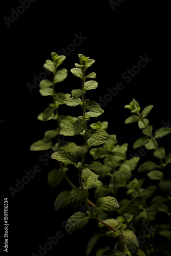 Fresh Oregano Leaves Against a Dark Background