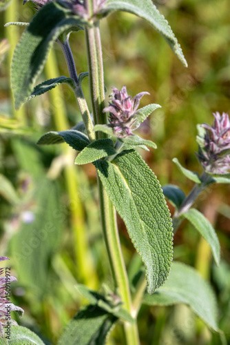 Salvia viridis is a plant s...