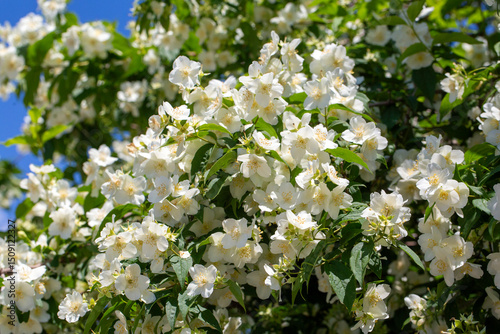 Philadelphus pubescens Lois...