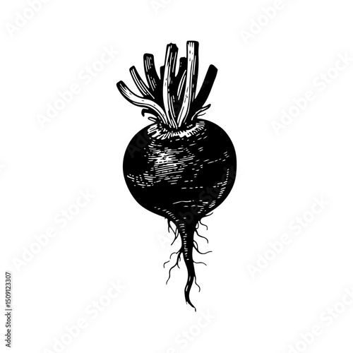 Detailed Black and White Illustration of a Beetroot