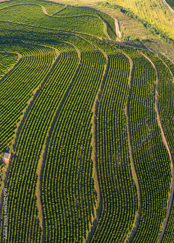Aerial image of coffee plantation in Brazil