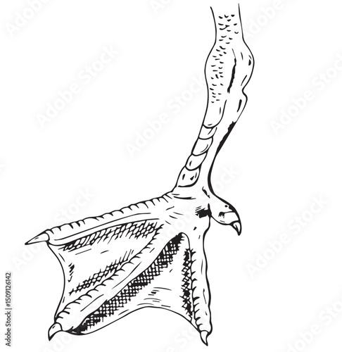 Cute cartoon hand drawn vector Duck foot outline.