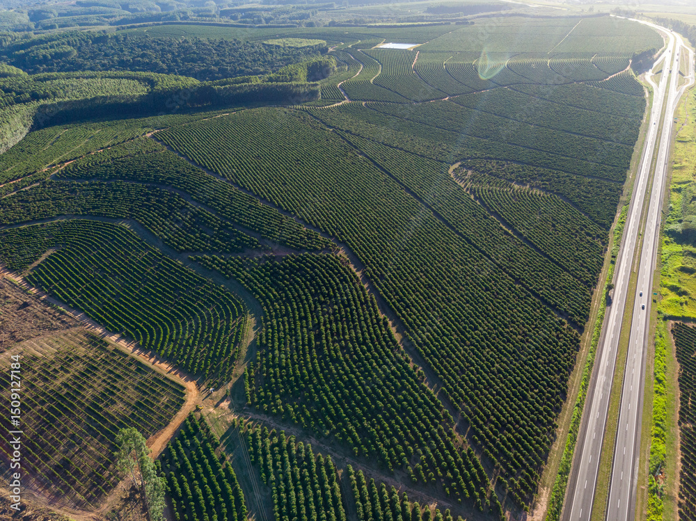 Fototapeta premium Aerial image of coffee plantation in Brazil