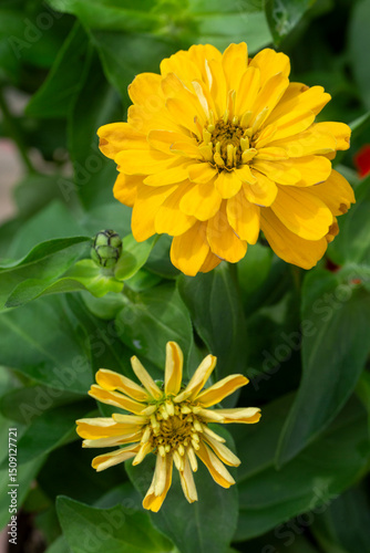 Zinnia is a genus belonging...