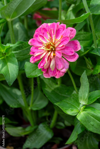 Zinnia is a genus belonging...