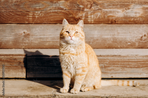Domestic cat basking in sunlight outside wooden house