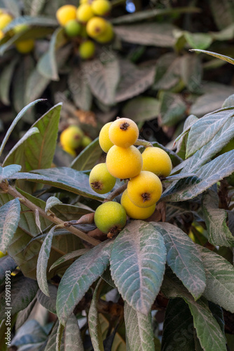 Japanese medlar fruit on th...