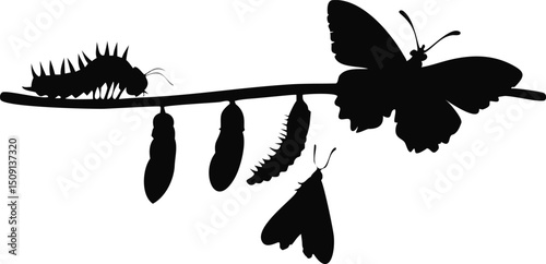 Step to down: caterpillar to butterfly silhouette design
