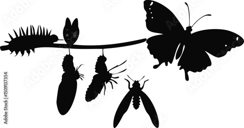 Step-by-step butterfly life cycle silhouette design