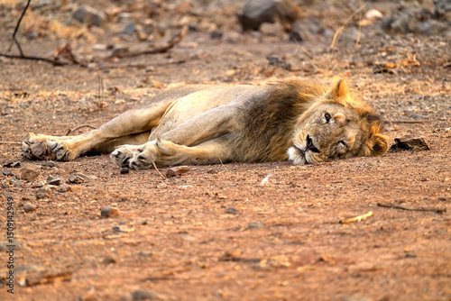 Left eye of Asiatic Lion laid flat in Gir National Park photo