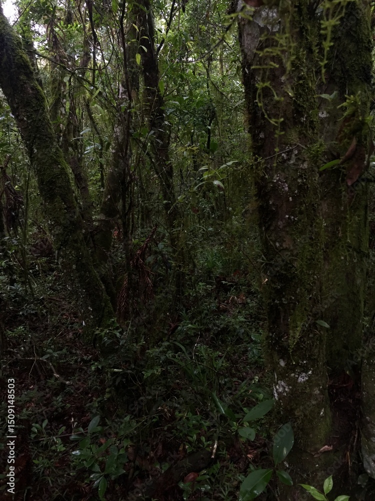 Obraz premium forest, tree, nature, green, trees, path, woods, wood, landscape, park, summer, rainforest, environment, natural, moss, wilderness, plant, leaf, outdoors, fern, trail, water, trunk, woodland