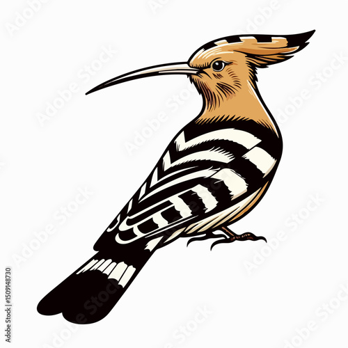 eurasian hoopoe bird vector illustration