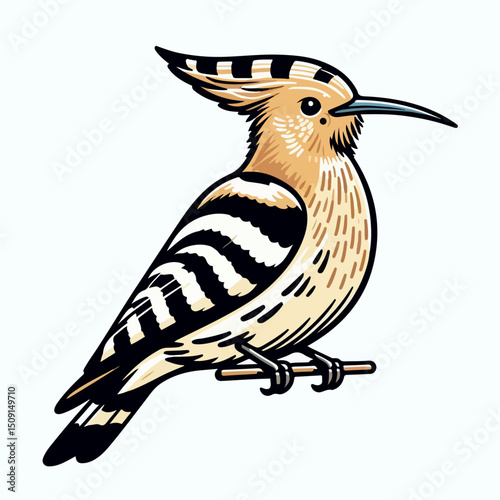 eurasian hoopoe bird vector illustration