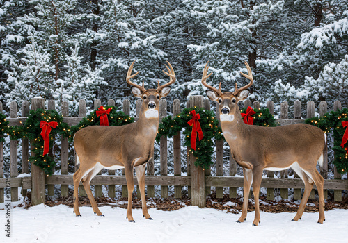 Two whitetail deer by festive christmas fence in winter snow