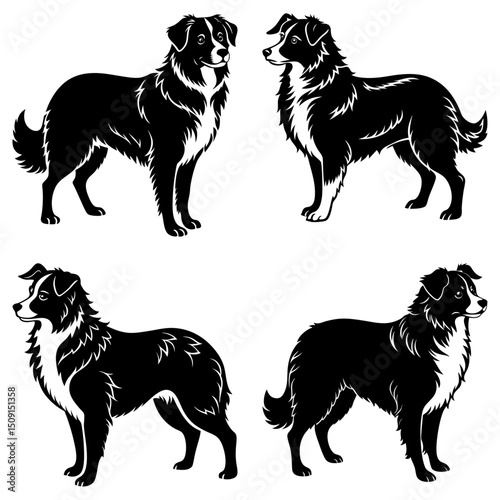 Australian Shepherd Silhouette vector illustration