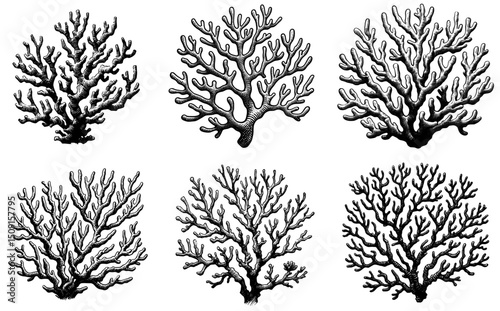 Underwater Silhouettes Coral linework ink sketch hand drawn pen drawing vector illustration background