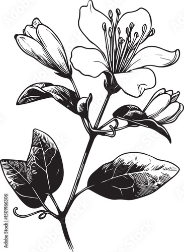 A hand-drawn honeysuckle flower coloring book of vector illustration artistic, blossom flowers honeysuckle isolated on white background, sketch art leaf branch botanic collection for adults and childr