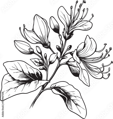 Vector sketch of honeysuckle flowers. Vector illustration of a Beautiful flower with a bouquet honeysuckle flowers and leaves. vintage floral vector illustration, detailed flower coloring pages printa