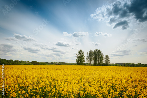 Expansive rapeseed field in full bloom under a vibrant sky with sunbeams and scattered clouds, framed by a distant line of trees.
