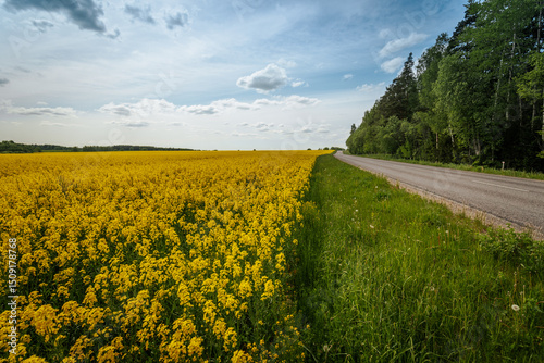 A scenic country road runs alongside a vibrant rapeseed field in full bloom, bordered by lush green trees and a blue sky with scattered clouds.