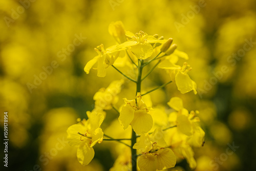A detailed macro view of blooming yellow rapeseed flowers, showing delicate petals and stamens with a blurred green background.