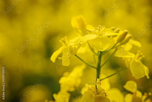 A detailed macro view of blooming yellow rapeseed flowers, showing delicate petals and stamens with a blurred green background.