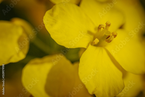 Extreme close-up of a rapeseed flower revealing vivid yellow petals and detailed reproductive structures with soft, natural lighting.