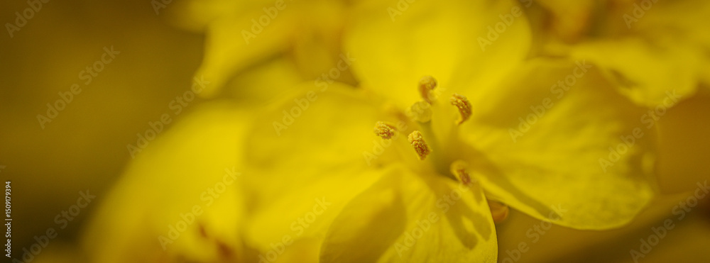 Fototapeta premium Extreme close-up of a rapeseed flower revealing vivid yellow petals and detailed reproductive structures with soft, natural lighting.