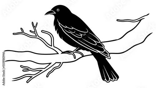 bird,black and white,perched on tree branch,