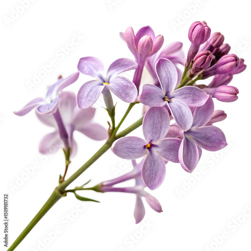 Pink orchid blossoms with beautiful petals bloom in nature, isolated on a white background