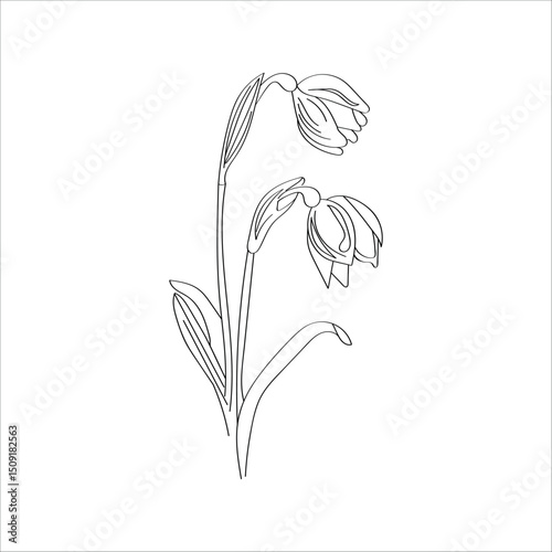 Botanical illustration of snowdrop. Illustration on white background