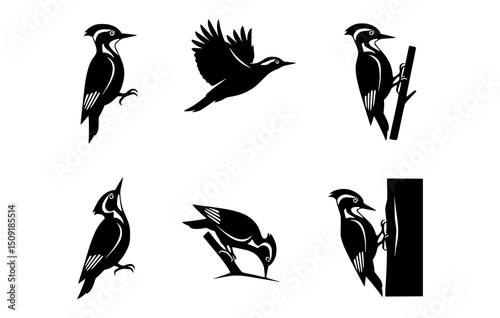 Set of six silhouette of woodpecker with different pose against a clean background
